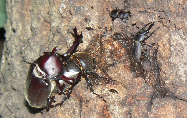 団地前のクヌギ_正面ｰ洞の50cm上 カブトムシのペア、コクワガタ2♂2021年7月13日 17時30分頃 気温26度